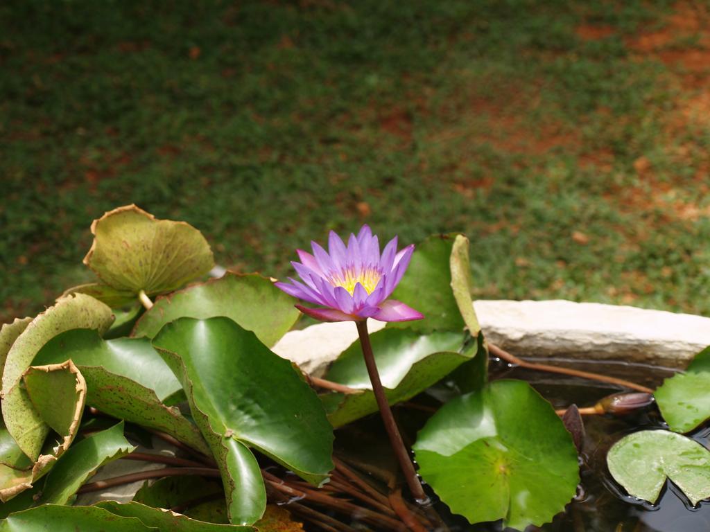 Welimaluwa Resort Sigiriya Kibissa Exterior foto